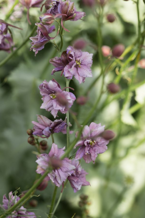 ROMERSK RIDDARSPORRE 'Misty Lavender'