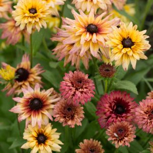 SOMMARRUDBECKIA 'Sahara'