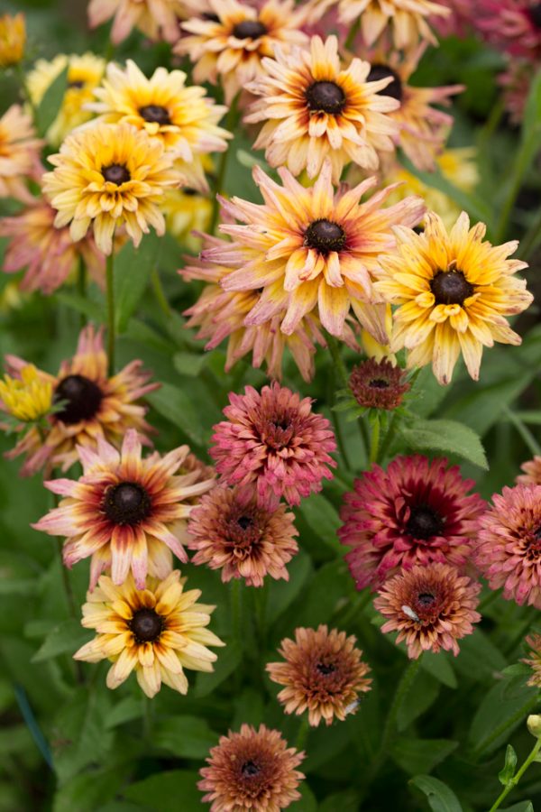 SOMMARRUDBECKIA 'Sahara'